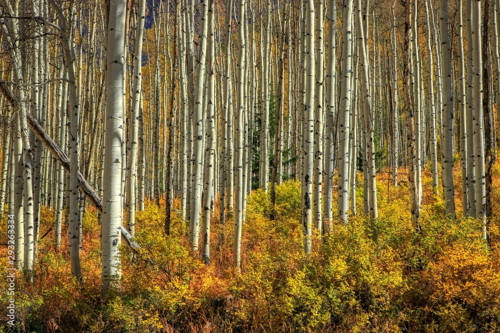 Fototapeta premium Colorado Aspen Trees