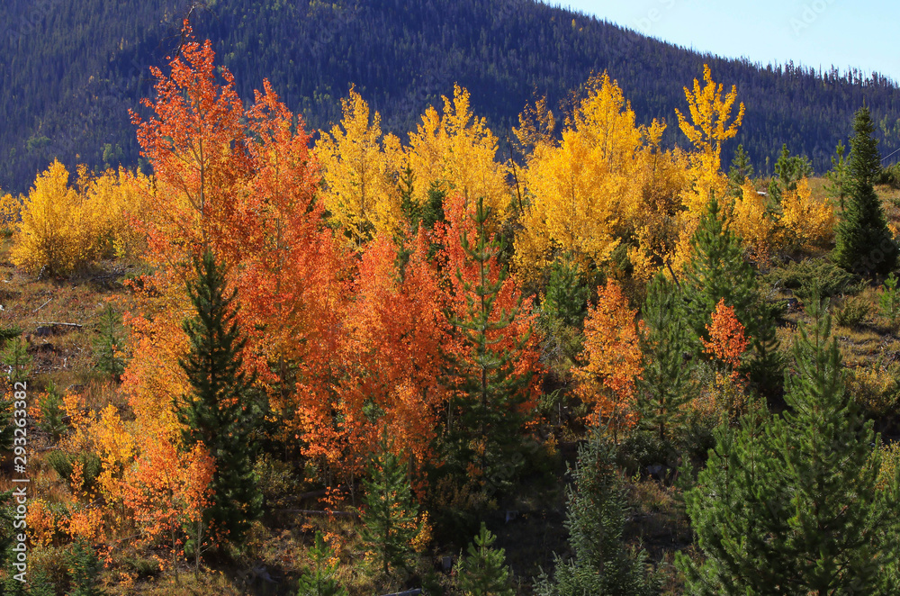Fall Colors in Colorado with Aspen Trees