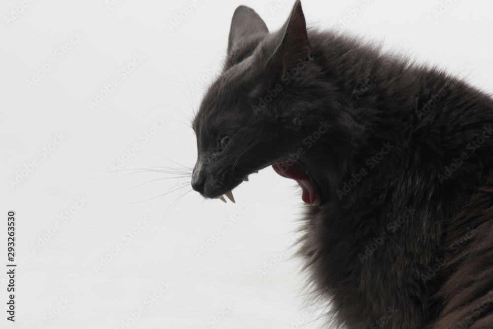 cat on white background yawn nebelung yawning gray cat