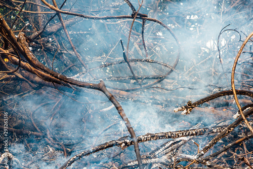 Forest fire. fallen tree is burned to the ground a lot of smoke when wildfire