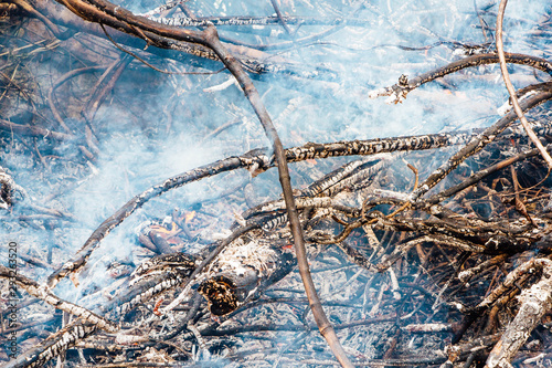 Forest fire. fallen tree is burned to the ground a lot of smoke when wildfire