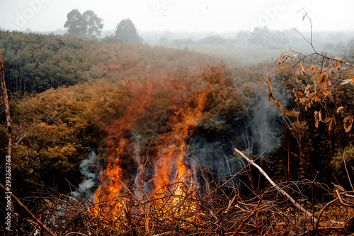 Forest fire. fallen tree is burned to the ground a lot of smoke when wildfire © กรบุรษ วรดี