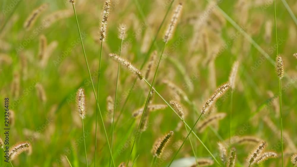 【動画素材】ねこじゃらし　草　秋　背景　素材