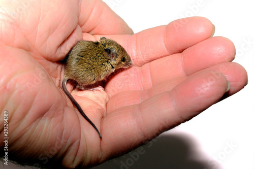 house mouse (Mus musculus) on white background