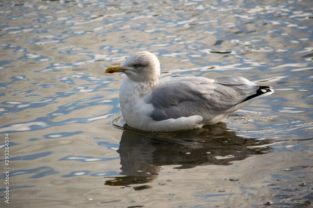 One year old seagull swimming One year old seagull swimming