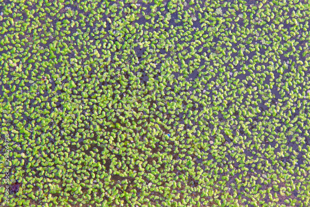 close up aquarium duckweed for background image.