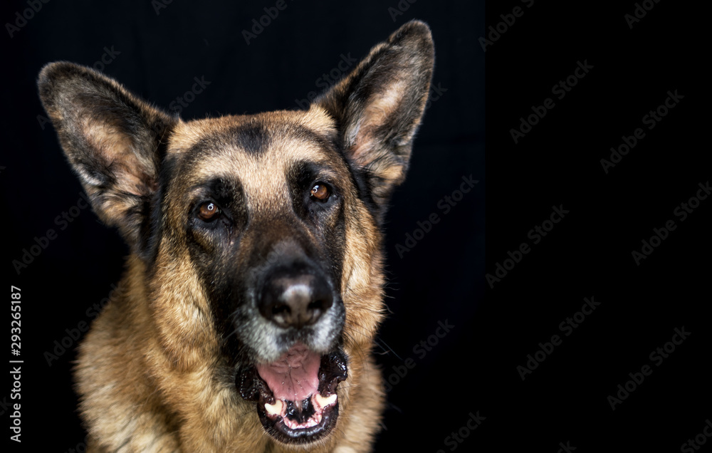 Old German Shepherd Dog Male yawning beautiful Head Shot on black background with copy space