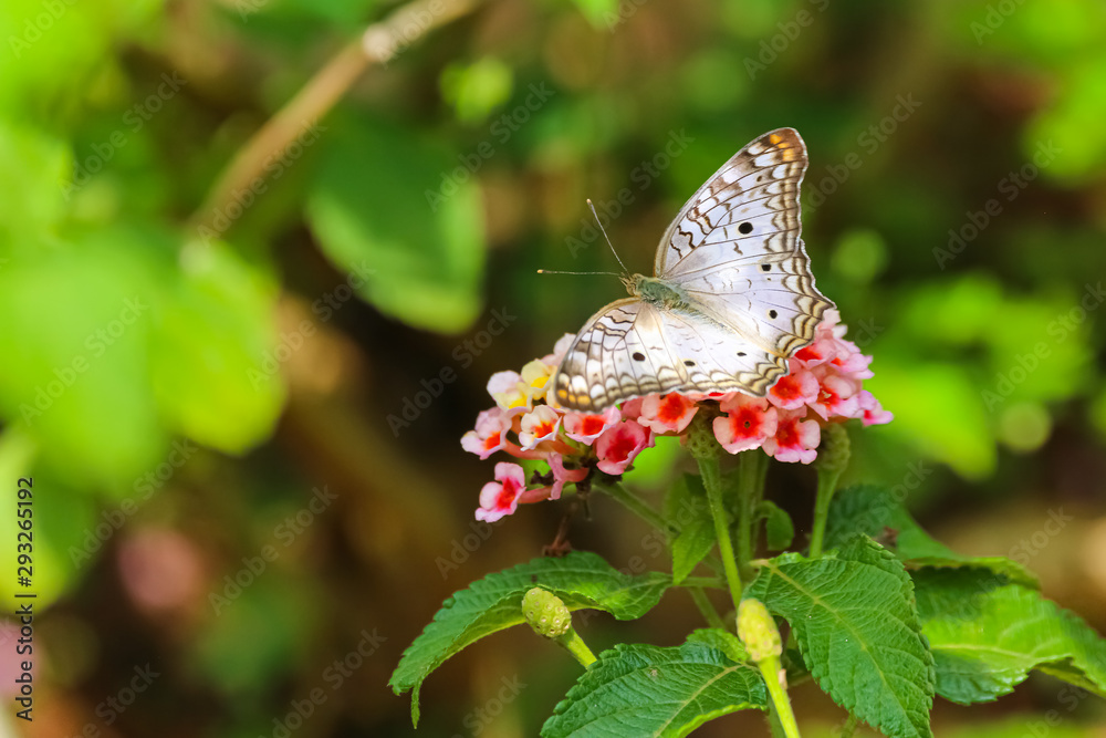 Obraz premium Wonderful Amazonian butterfly sitting on a pink blossom with spread wings, Jardim d`Amazonia, San Jose do Rio Claro, Mato Grosso, Brazil