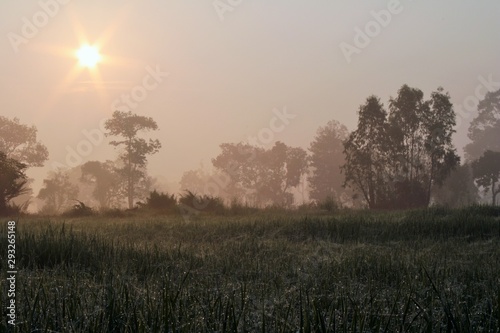 the sun in foggy field