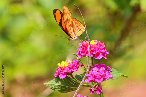 Orange-black tropical Butterfly sucking on a pink blossom with yellow top, defocused background, Jardim d`Amazonia, San Jose do Rio Claro, Mato Grosso, Brazil photo