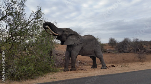 elephant eating