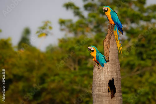 Two Blue-and-yellow macaws on a palm tree stump, looking in the same direction, side view, against green defocused natural background, Amazonia, San Jose do Rio Claro, Mato Grosso, Brazil photo