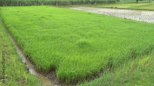 Green rice fields before harvesting.