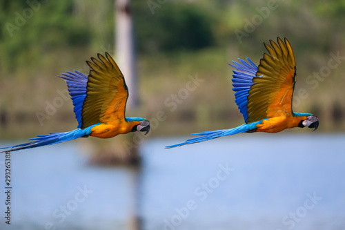 Two beautiful Blue-and-yellow macaws in flight to the right against defocused lakeshore with reflections, wings up, Amazonia, San Jose do Rio Claro, Mato Grosso, Brazil