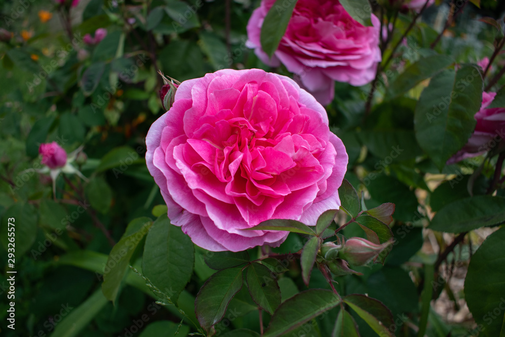 pink rose in the garden pink rose in the garden