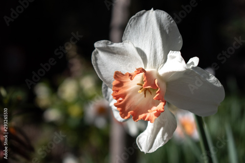 pink closeup daffodil