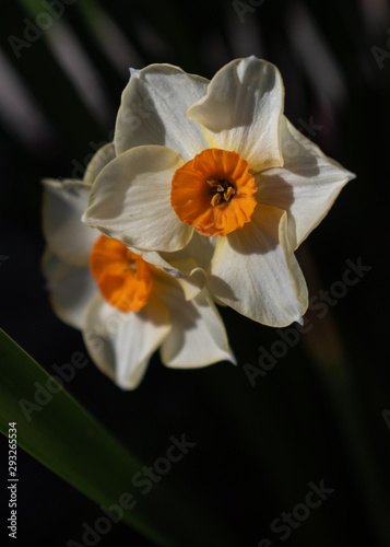 daffodil on black background