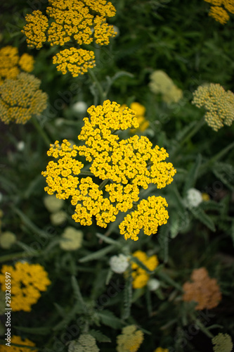 yellow yarrow flowers