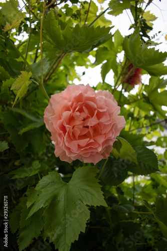 pink rose in the garden