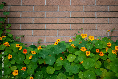nasturtiums against a brick wall