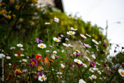 flowers in the garden