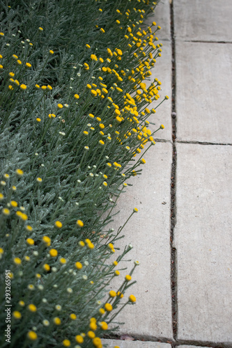 yellow santolina flowers and cement