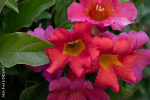 red trumpet vine flower in the garden