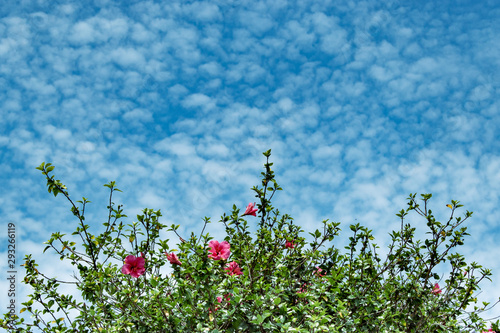 pink hibiscus flowers on background of blue sky