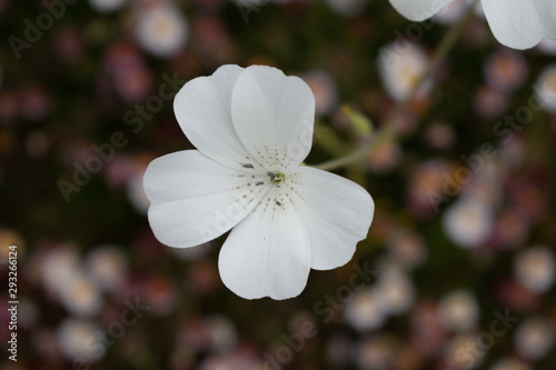 white flower macro