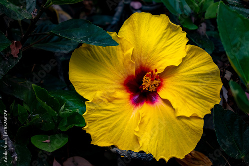 yellow hibiscus flower