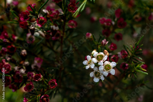 wax flower close up