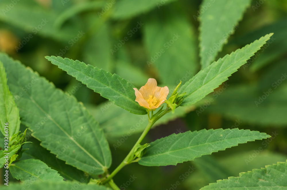 Closeup little yellow flower of Paddy lucerne, Queensland hemp, Arrowleaf sida, Common sida or Cuba juite (Sida Rhombifolia) on tree in the garden Closeup little yellow flower of Paddy lucerne, Queensland hemp, Arrowleaf sida, Common sida or Cuba juite (Sida Rhombifolia) on tree in the garden