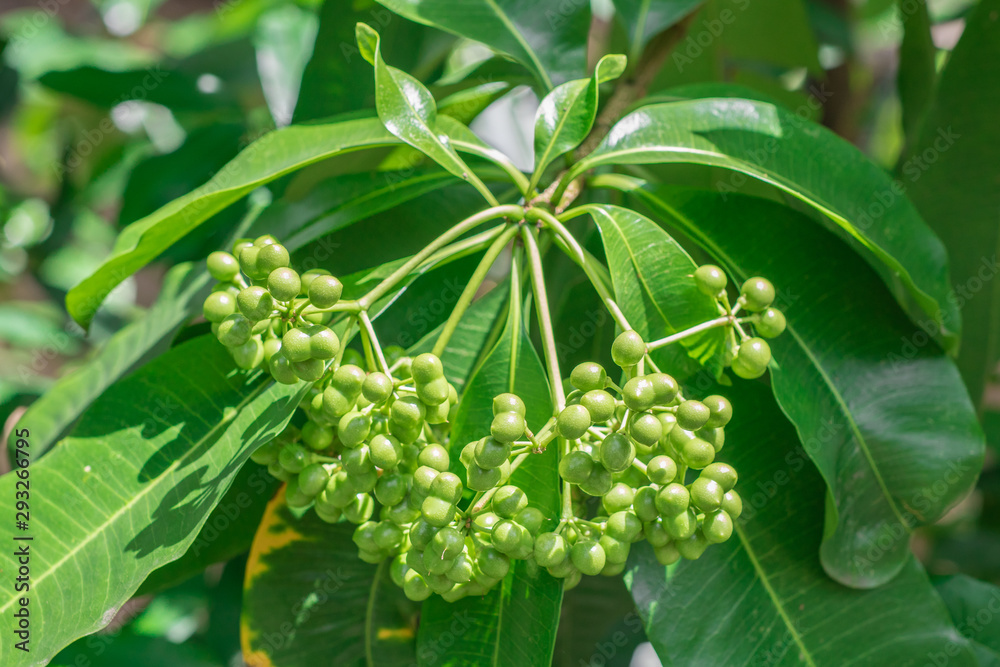 Clusters of raw green fruits of Rauvolfia Sumatrana Jack on tree in herb garden Clusters of raw green fruits of Rauvolfia Sumatrana Jack on tree in herb garden