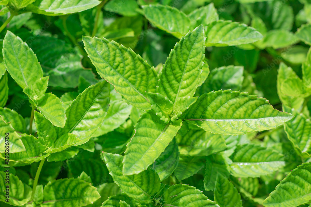 Closeup fresh green leaves of Grass jelly or Leaf jelly (Mesona Chinensis Bentham) are growing in the organic vegetable garden