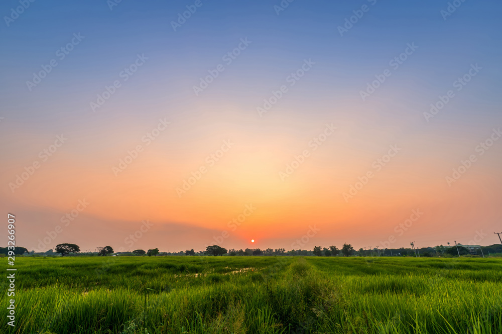 Beautiful green field cornfield or corn in Asia country agriculture harvest with sunset sky background.