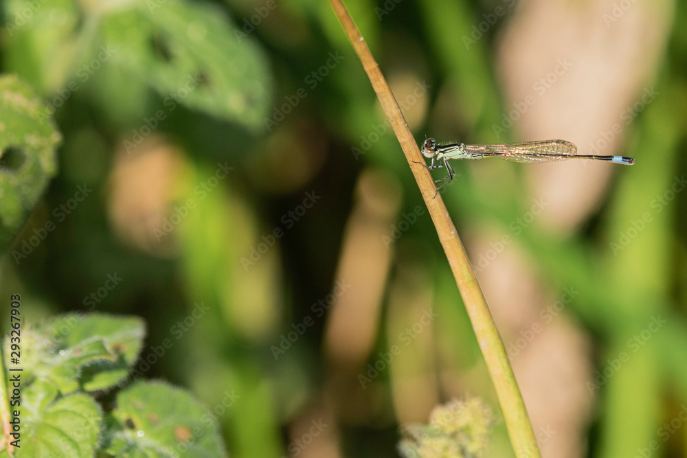 Agrion. Agrion.