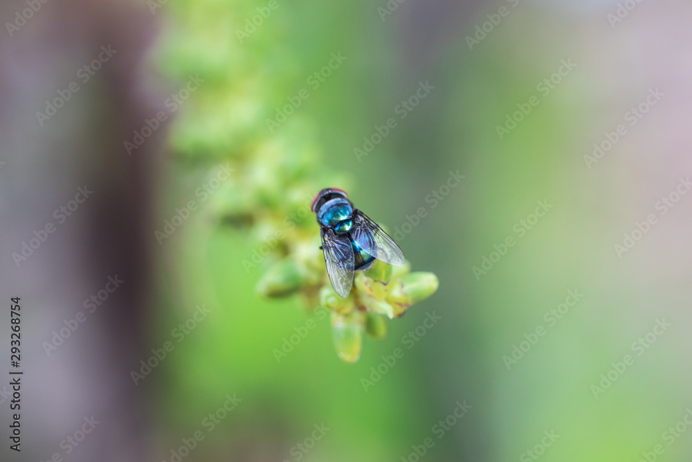 Closeup single house fly (Diptera) on the stem of the cluster on palm tree with nature blur background Closeup single house fly (Diptera) on the stem of the cluster on palm tree with nature blur background