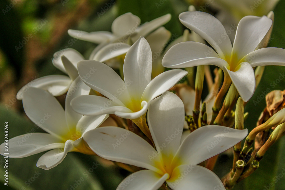 white frangipani flowers white frangipani flowers