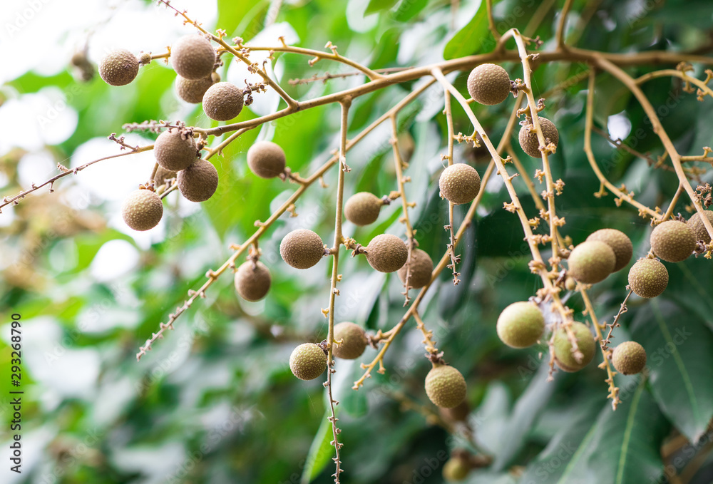 Closeup young and raw Longan fruits or Ashphol (Dimocarpus Longan) on tree in fruit garden Closeup young and raw Longan fruits or Ashphol (Dimocarpus Longan) on tree in fruit garden