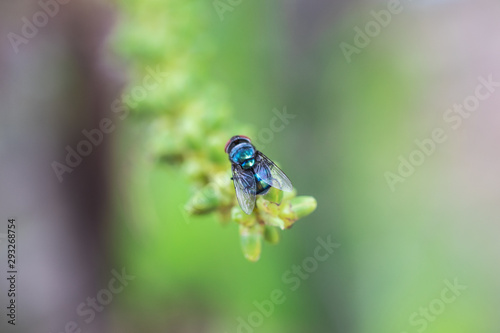 Closeup single house fly (Diptera) on the stem of the cluster on palm tree with nature blur background
