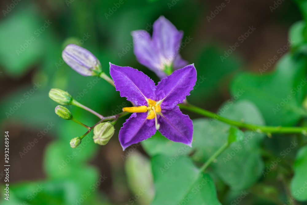 Purple Solanum Trilobatum or Pea eggplant flowers are blossoming on vine plant in the organic herb garden