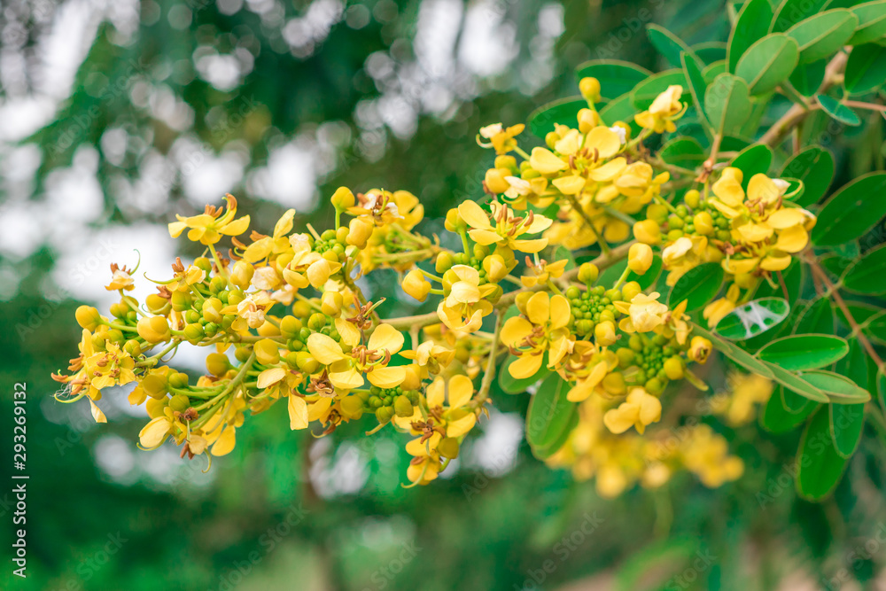 Yellow flowers on the inflorescence of Siamese senna, Siamese cassia, Cassod tree, Thai copperpod (Senna Siamea (Lam.) H.S.Irwin & Barneby) are blooming on tree in Thai herb garden Yellow flowers on the inflorescence of Siamese senna, Siamese cassia, Cassod tree, Thai copperpod (Senna Siamea (Lam.) H.S.Irwin & Barneby) are blooming on tree in Thai herb garden