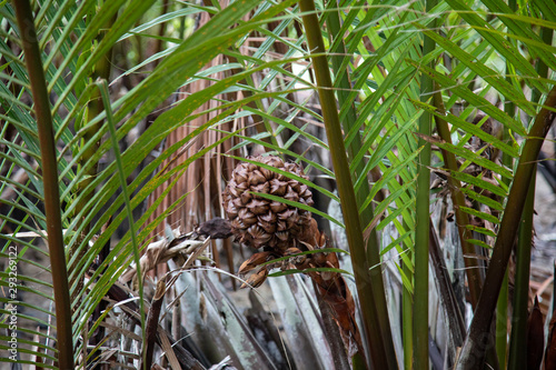 Nypa fruticans at the edge of the mangrove forest photo