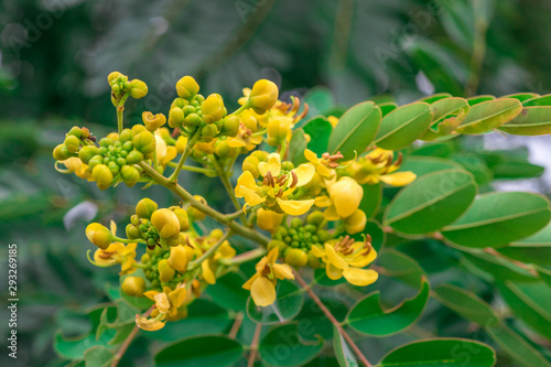 Yellow flowers on the inflorescence of Siamese senna, Siamese cassia, Cassod tree, Thai copperpod (Senna Siamea (Lam.) H.S.Irwin & Barneby) are blooming on tree in Thai herb garden