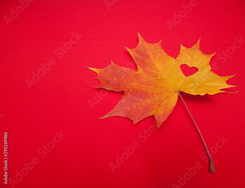 maple leaf on red background. a heart is carved in the middle of the leaf. symbol of love