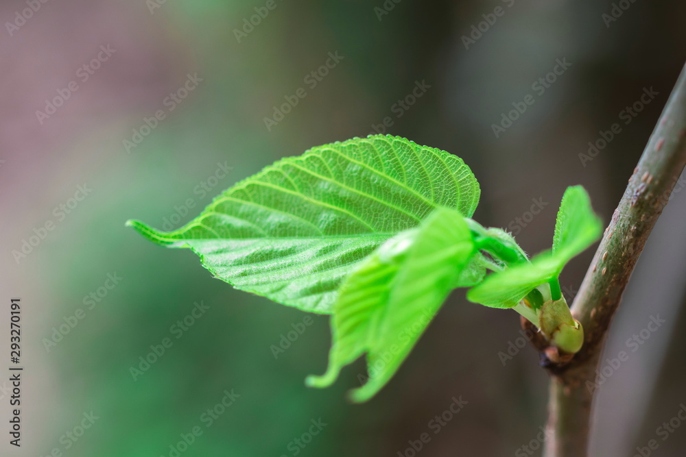 Plant sprouting of mulberry fruit tree (Morus Alba Linn) in the fruit garden Plant sprouting of mulberry fruit tree (Morus Alba Linn) in the fruit garden