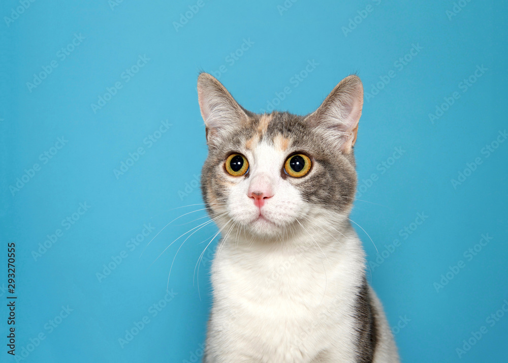 Portrait of an adorable calico kitten looking slightly to viewers left with curious expression and large eyes. Blue background with copy space.