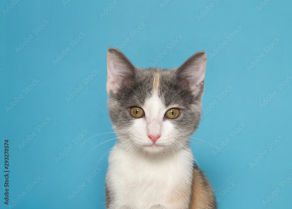 Portrait of an adorable calico kitten looking directly at viewer with intense expression. Blue background with copy space.