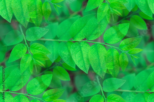 Fresh green leaves pattern of Star gooseberry (Phyllanthus Acidus Skeels) on the branches on tree in fruit garden