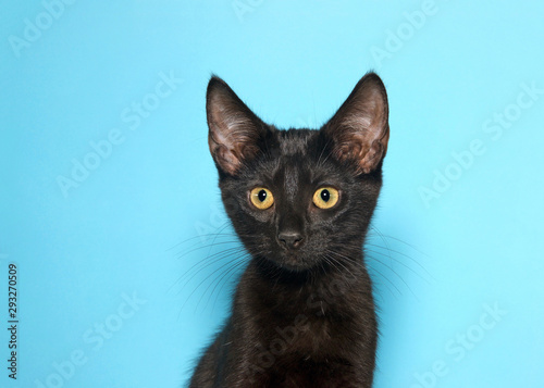 Portrait of an adorable black kitten looking slightly to viewers left with bright yellow eyes. Blue background with copy space.